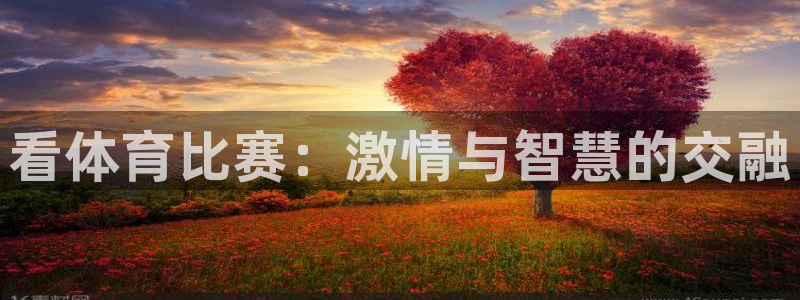 看体育比赛：激情与智慧的交融