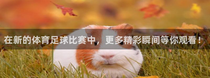 在新的体育足球比赛中，更多精彩瞬间等你观看！