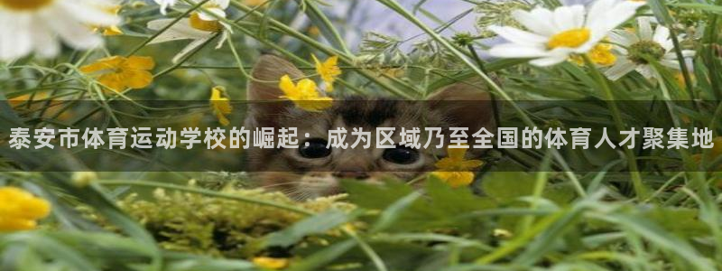 泰安市体育运动学校的崛起：成为区域乃至全国的体育人才聚集地
